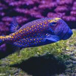 【20251207】 Fuqi Feipian: A Spicy and Savory Sichuan Delicacy – Recipe and History