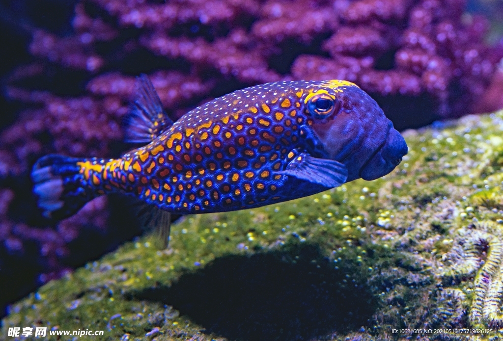 Fish Paste Vermicelli