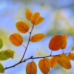 【20251207】Indulge in the Comforting Flavors of Teochew Sweet Soup: A Culinary Journey into Chaoshan’s Beloved Desserts