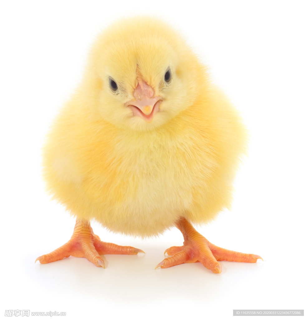 Braised Chicken with Mushrooms